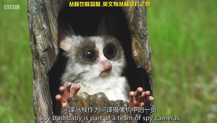 非线性导演剪辑